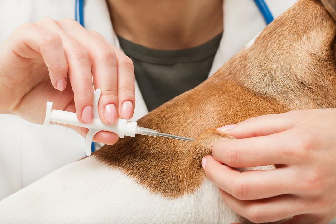 Microchipping
